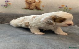 Cavapoo dogs for sale: Stunning, unique Cavapoo pups - Image 5