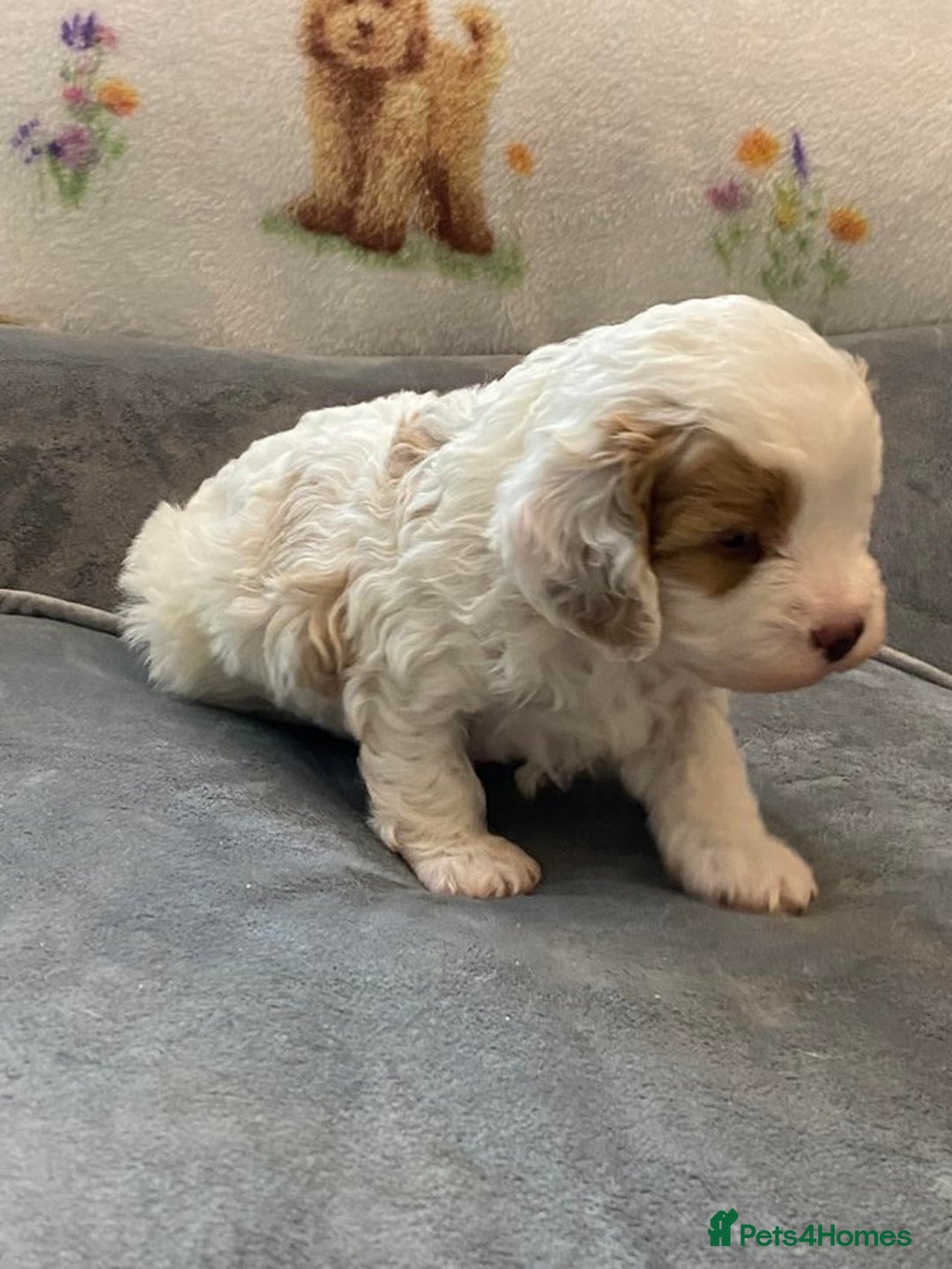 Cavapoo dogs for sale: Stunning, unique Cavapoo pups - Image 5