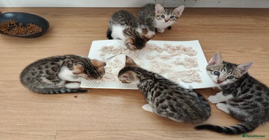 Mixed Breed cats - Advert 5