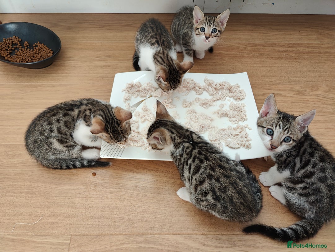 Mixed Breed cats for sale: Bengal mix kittens - Image 2
