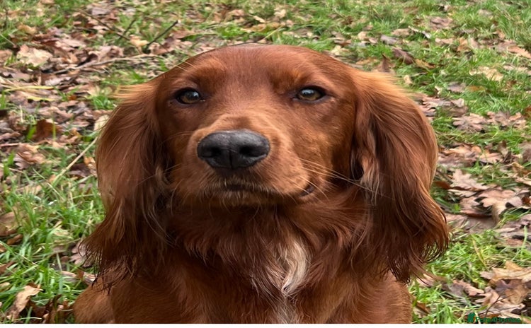 Cocker Spaniel dogs in Ipswich - Advert 10