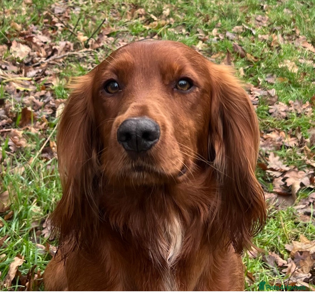 Cocker Spaniel dogs for stud: Fully health tested working Cocker Spaniel at Stud in Ipswich - Advert 1