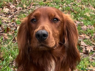 Cocker Spaniel dogs in Ipswich - Advert 20