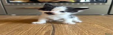 Kitten 1