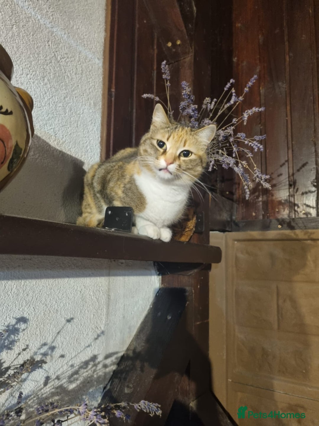 Mixed Breed cats for adoption: SHOSE - a Lovely girl for a Loving Home - Image 13