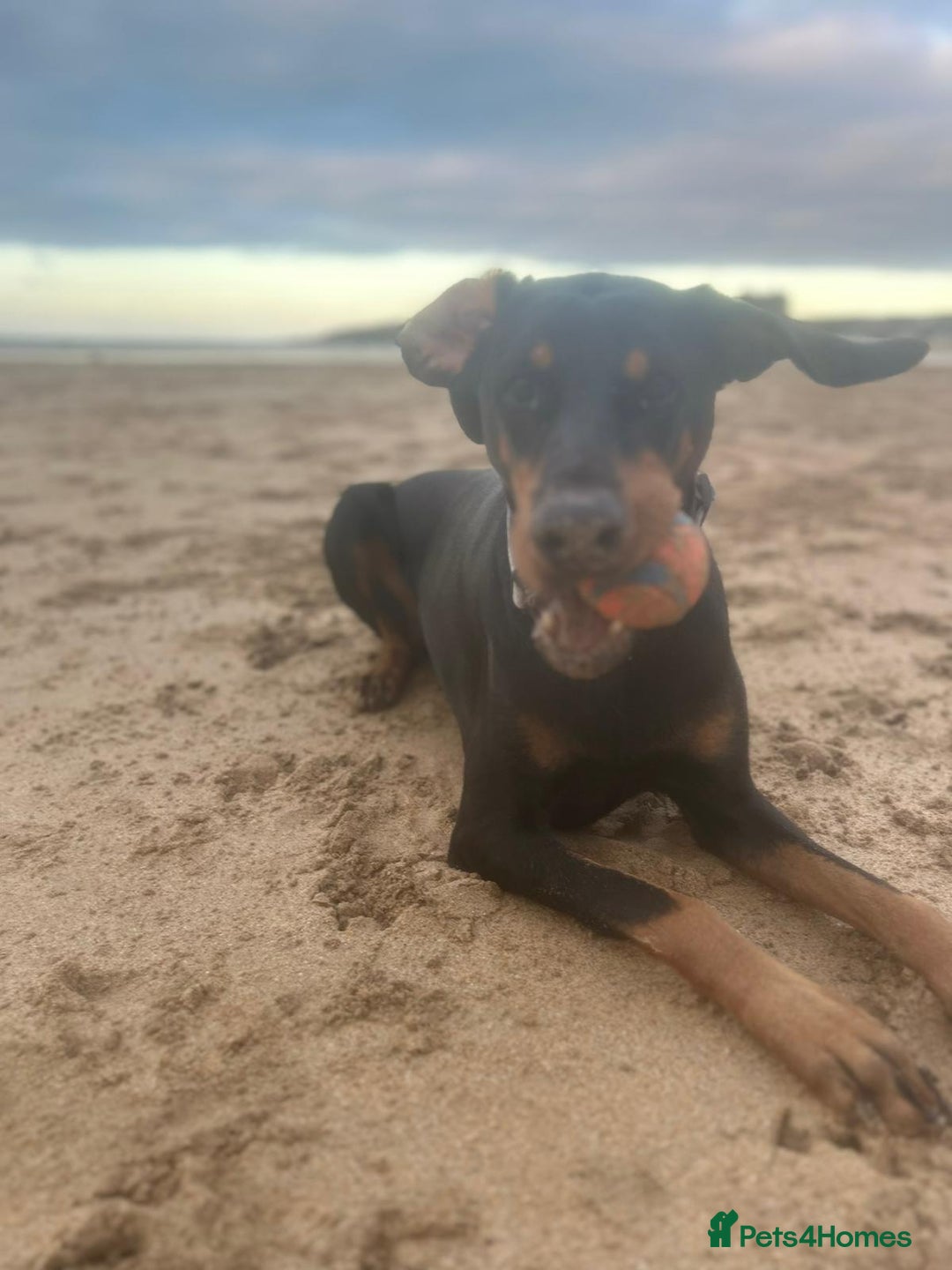 Dobermann dogs for sale: Female doberman  - Advert 1