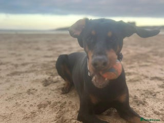 Dobermann dogs Female doberman - Advert 1