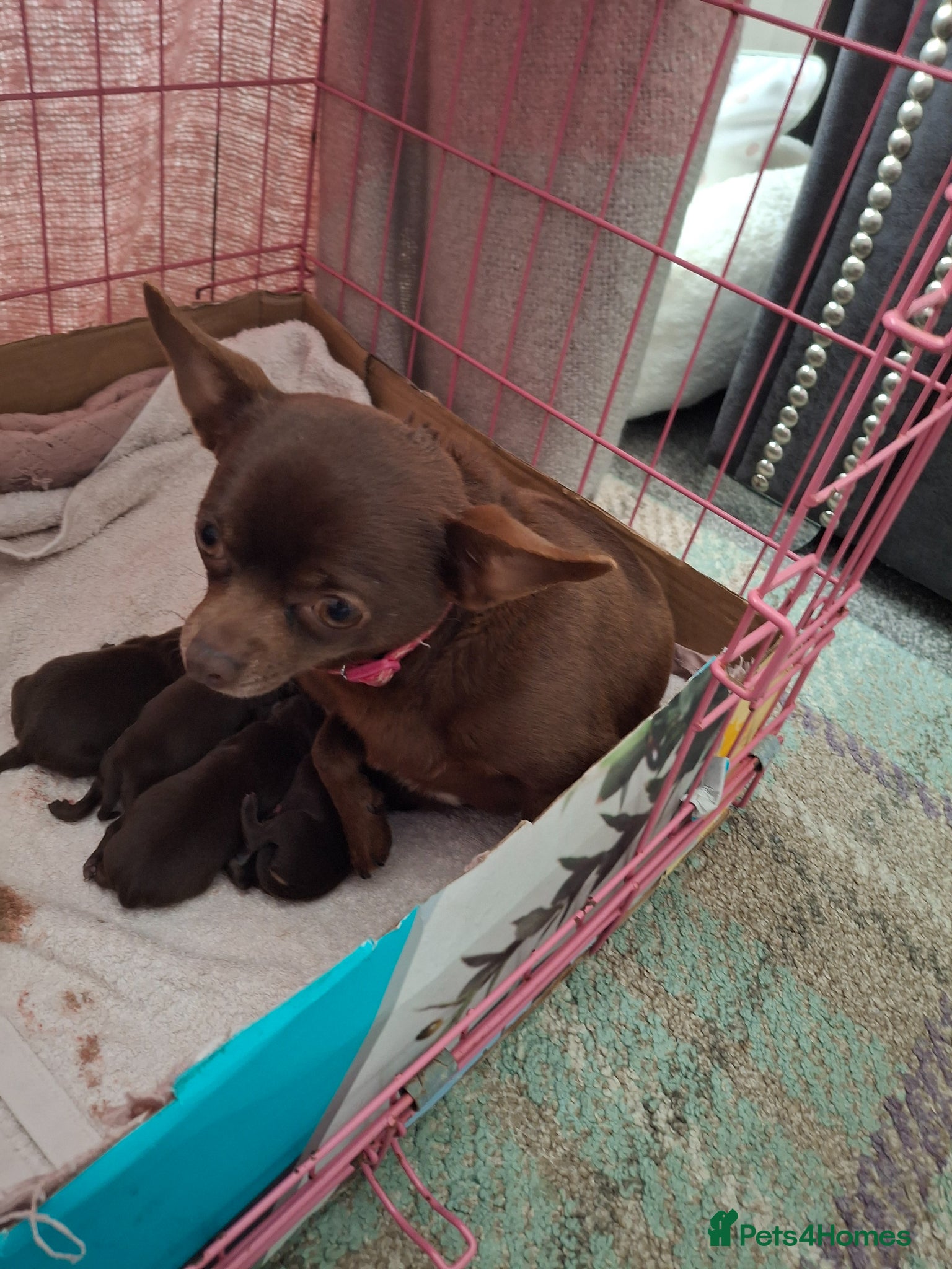 Chihuahua dogs Chihuahua puppies chocolate brown boys & girls - Advert 1