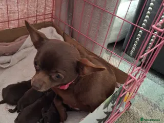 Chihuahua dogs Chihuahua puppies chocolate brown boys & girls - Advert 1