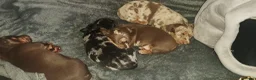 Miniature Dachshund dogs for sale: My most stunning mini-dachunds x - Advert 10