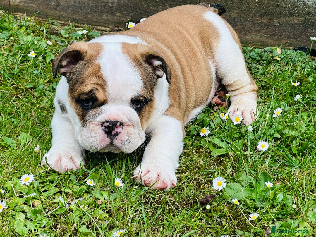 English Bulldog dogs for sale:  ENGLISH RED+WHITE MALE BULLDOG READY TO GO FRIDAY - Image 4
