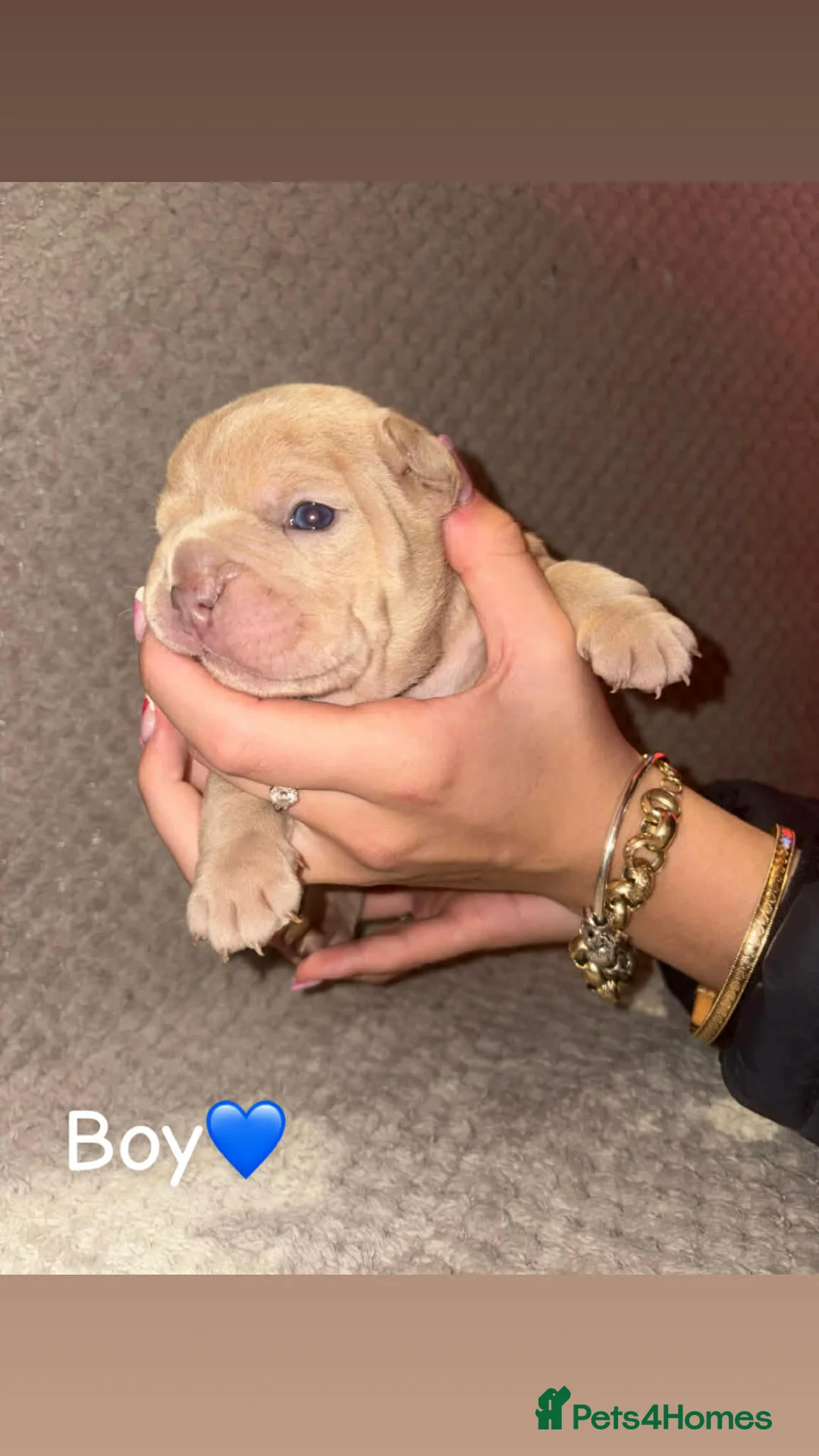 Mixed Breed dogs for sale: Puppies - Advert 4