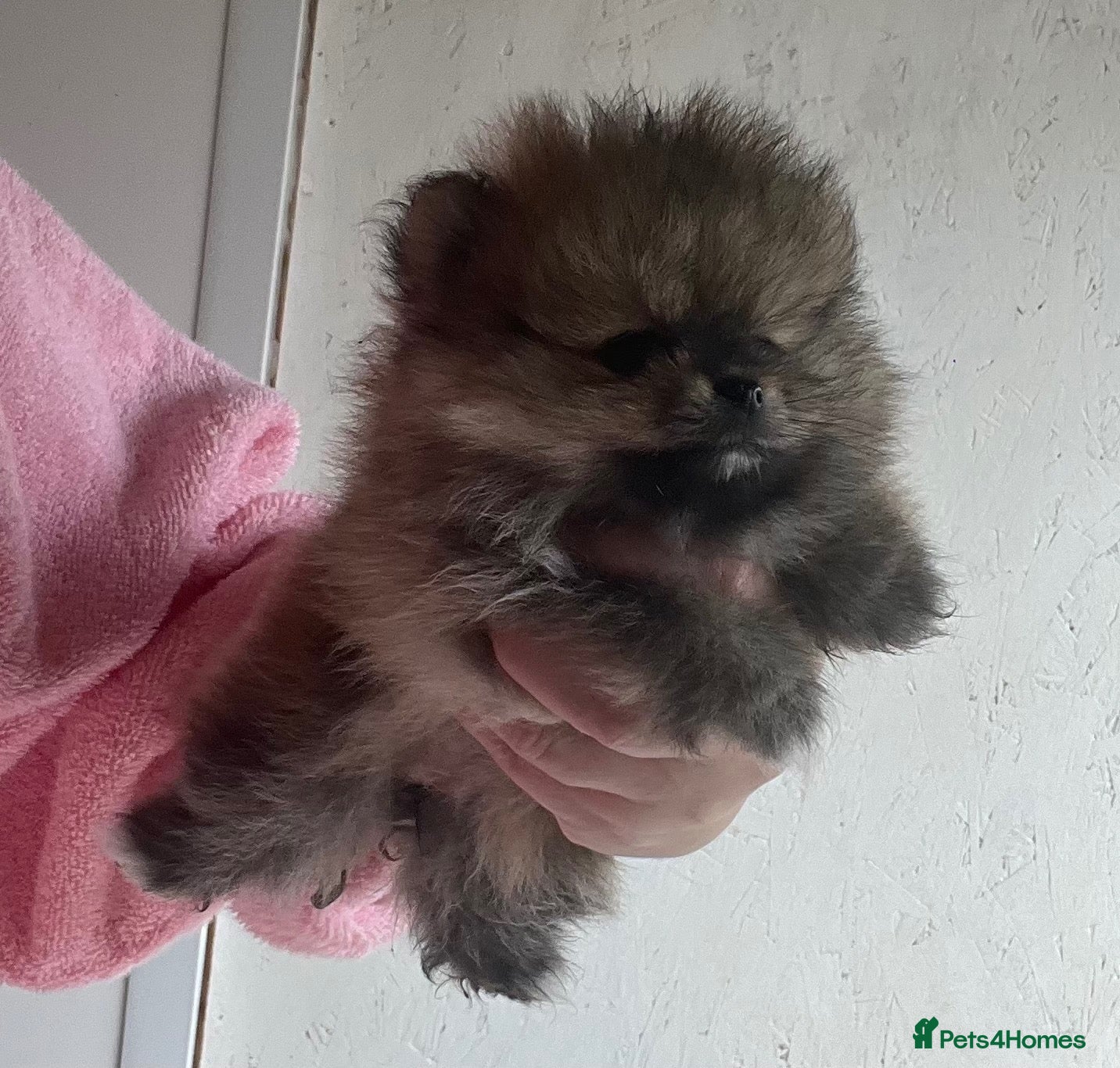 Pomeranian dogs for sale: Pomeranian puppy’s  - Advert 14