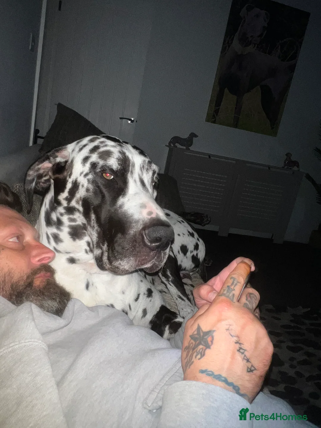 Great Dane dogs for stud: Great Dane harlequin for stud in Plymouth - Advert 3