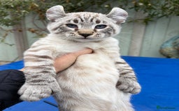 Savannah cats for sale: Awesome snow leopard Keetso male  - Image 22
