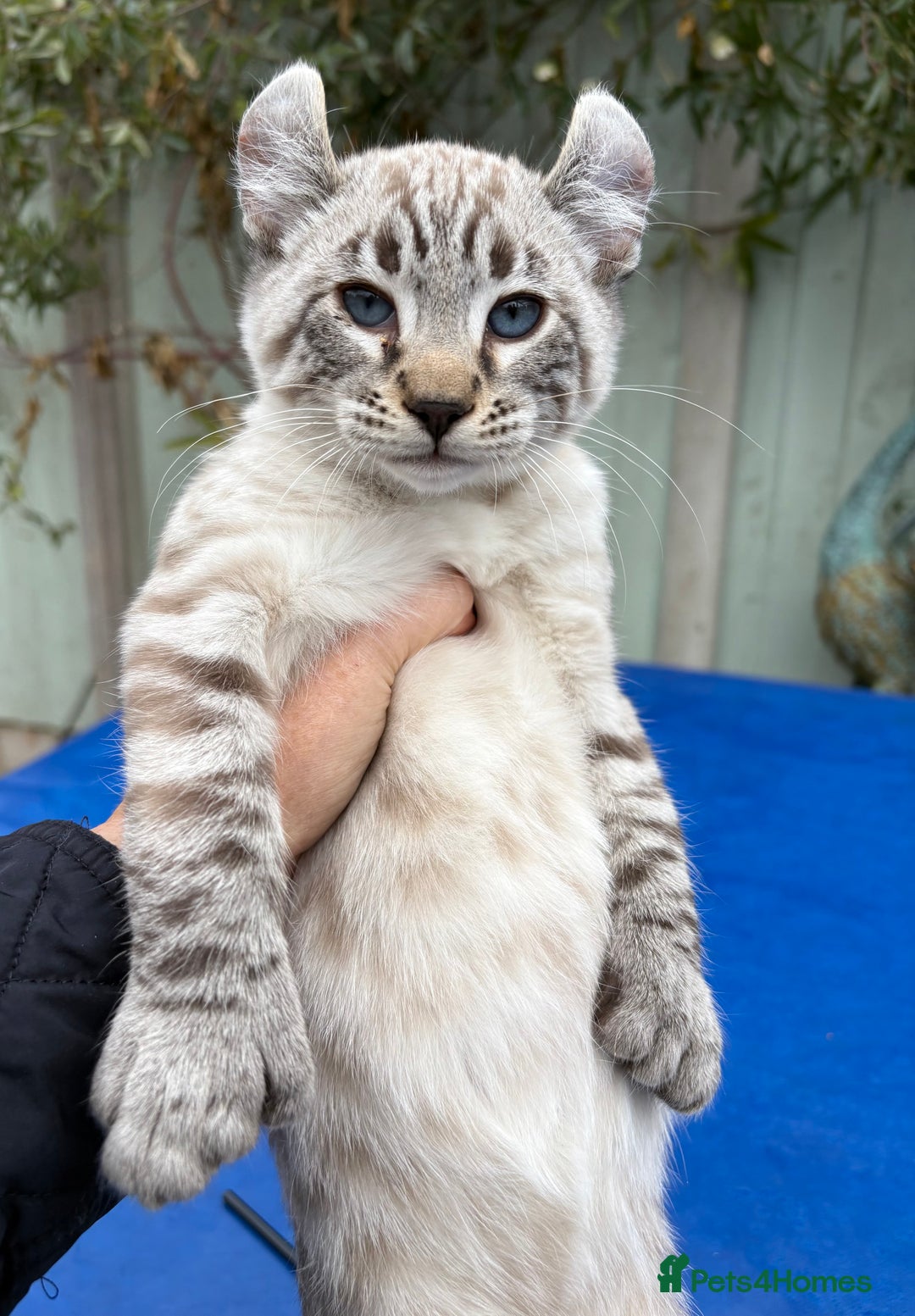 Savannah cats for sale: Awesome snow leopard Keetso male  - Image 22