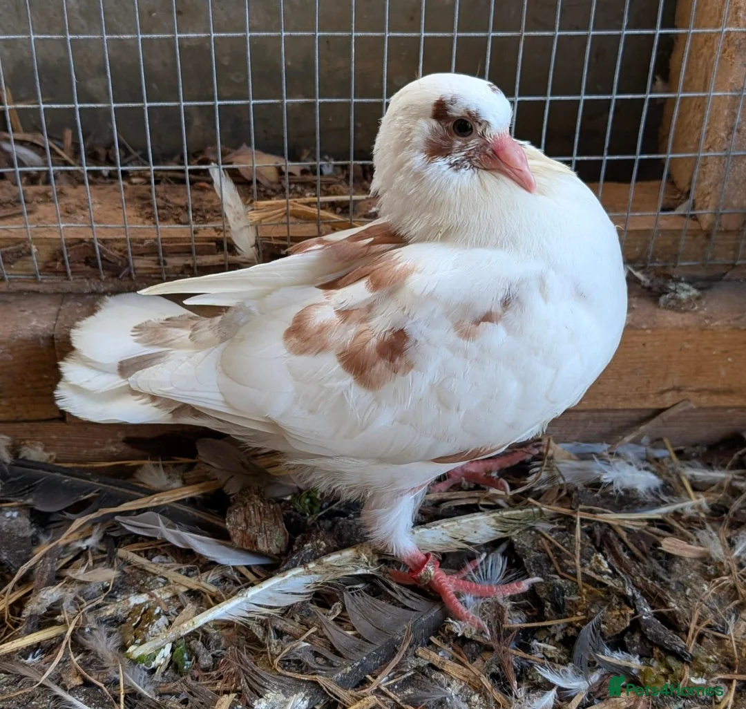 Doves birds for sale: Modena and Garden Fantail pigeons - Advert 2
