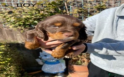 Cocker Spaniel dogs for sale: Cocker spaniel puppies  - Image 14