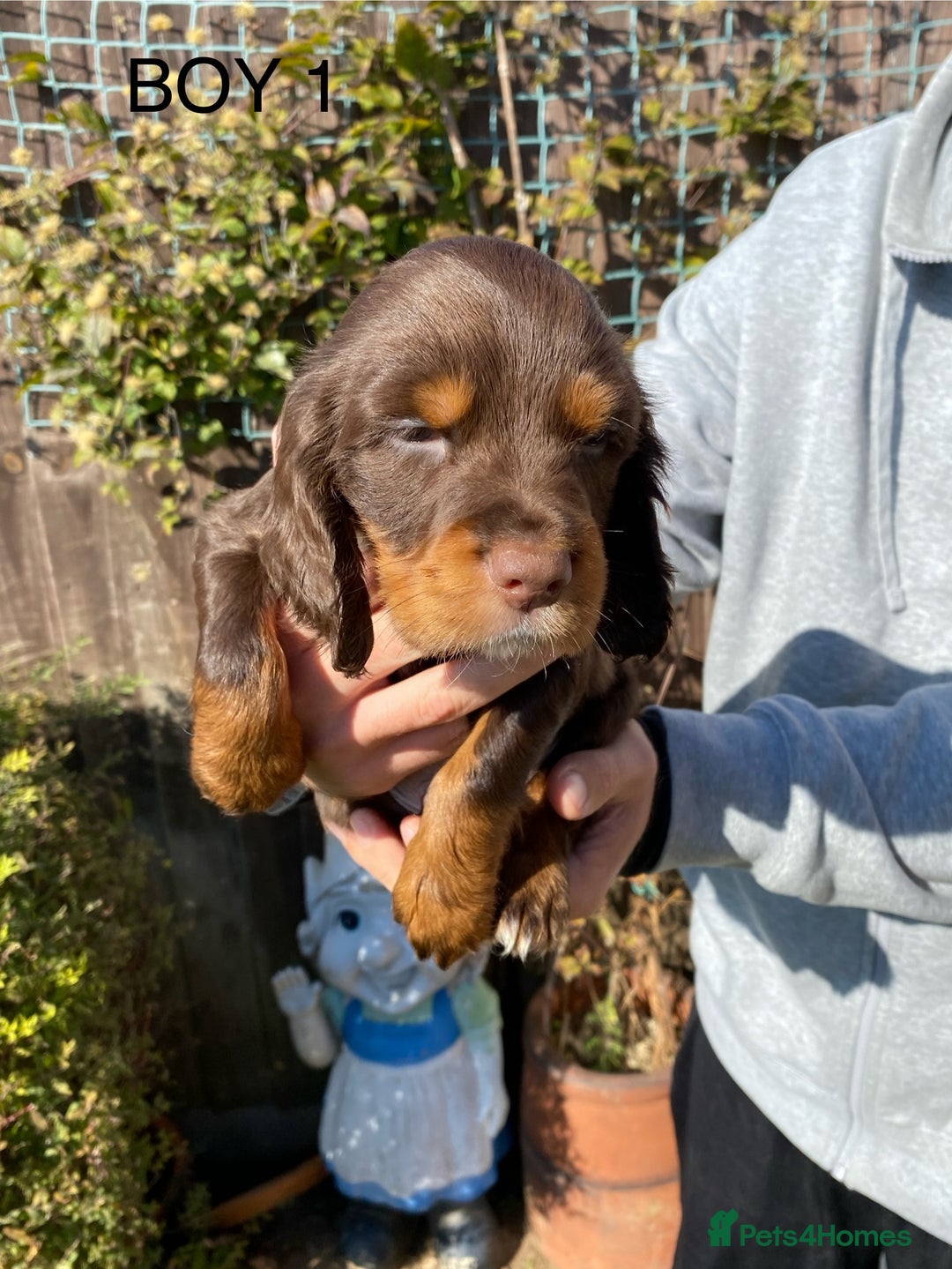 Cocker Spaniel dogs for sale: Cocker spaniel puppies  - Image 14