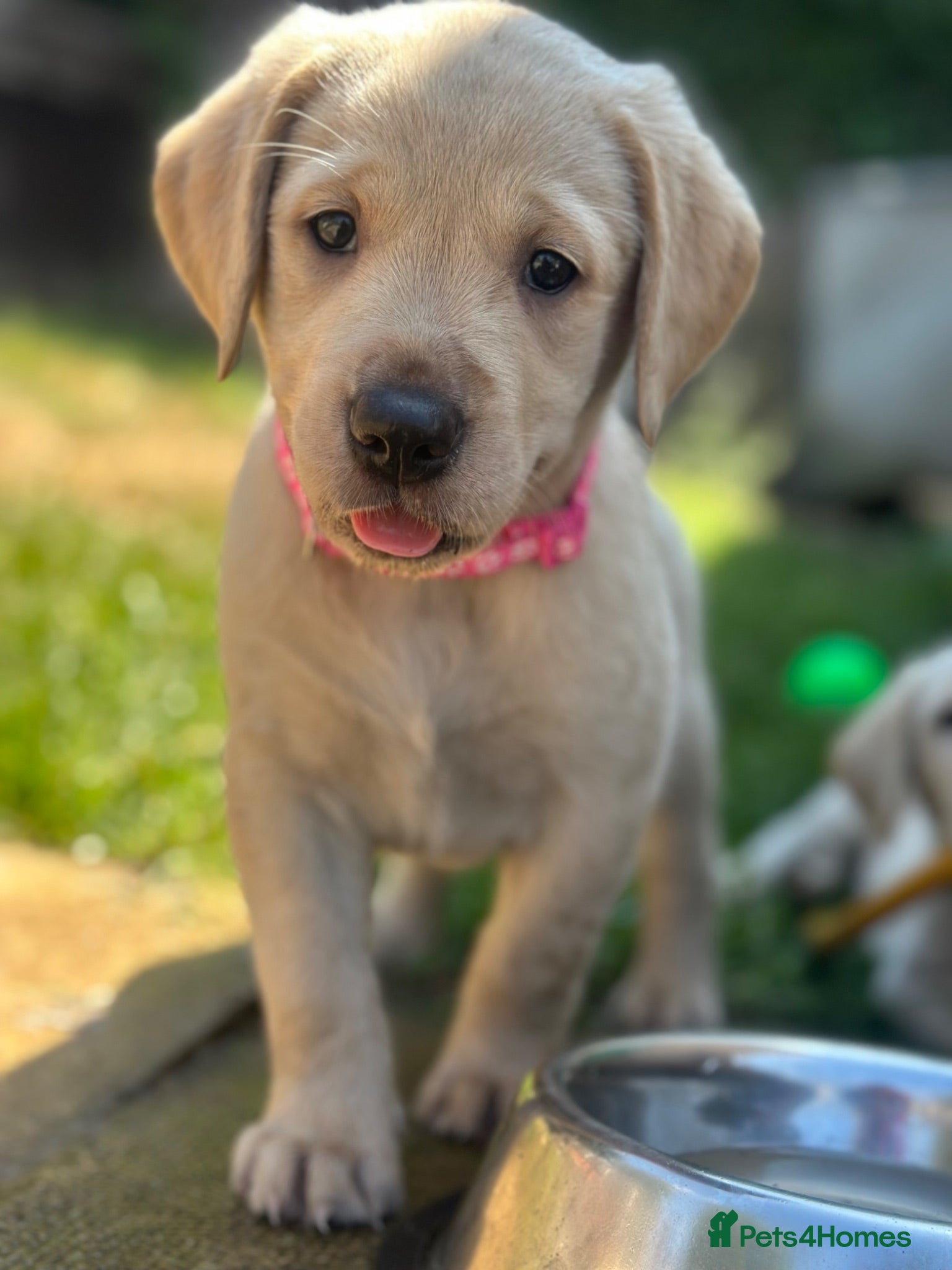 Goldador dogs *Gorgeous Goldador puppies* - Advert 1
