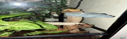 Gecko reptiles for sale: Crested Gecko  in Perth - Advert 2