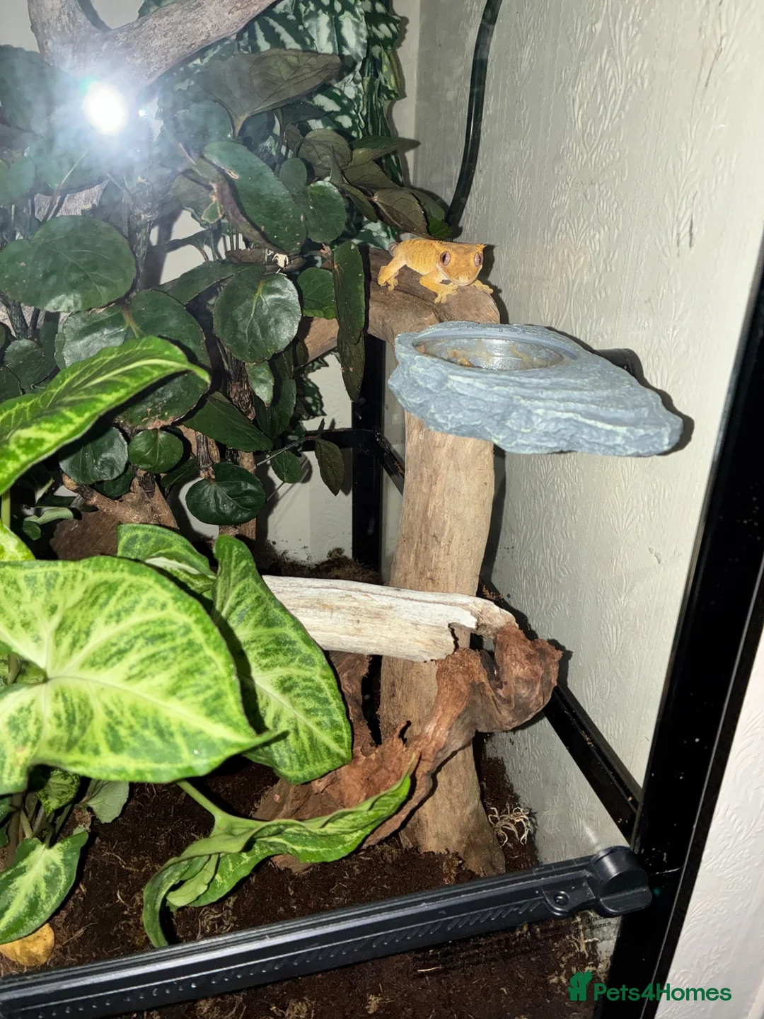 Gecko reptiles for sale: Crested Gecko  in Perth - Advert 2