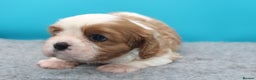 Cavalier King Charles Spaniel dogs for sale: Champion lines, heart/health tested, KC registered - Advert 10
