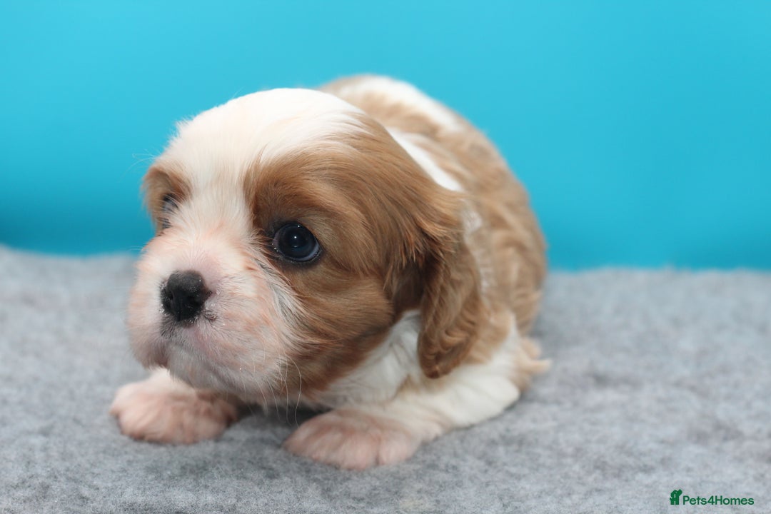 Cavalier King Charles Spaniel dogs for sale: Champion lines, heart/health tested, KC registered - Advert 10