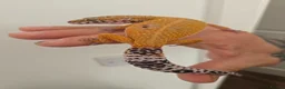 Leopard Gecko reptiles for sale: 2 x leopard geckos for sale  - Advert 7