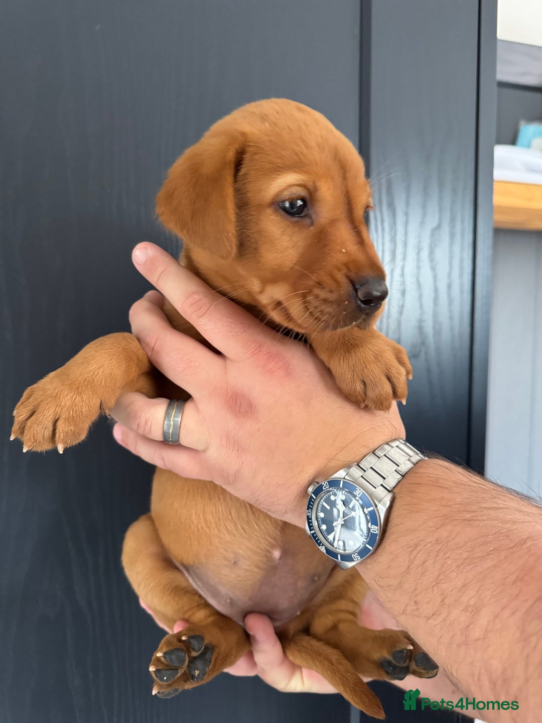 Labrador Retriever dogs for sale: KC registered Fox Red Labrador puppies  - Image 14