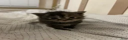 Maine Coon cats for sale: Pedigree xl mainecoon kittens  - Advert 4
