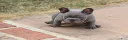 French Bulldog dogs for sale: French bulldog frenchies pups - Advert 11