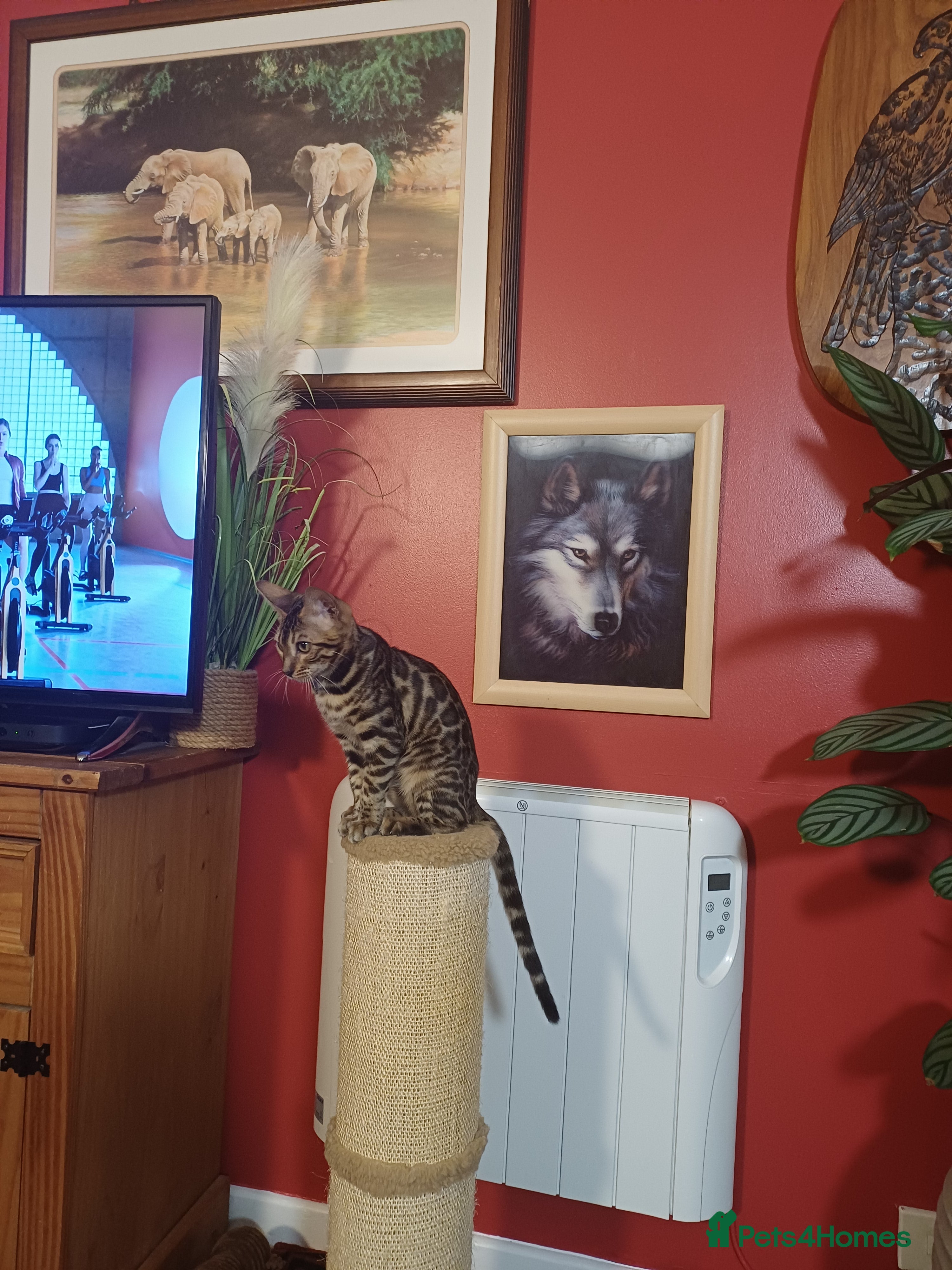 Bengal cats Female bengal - Advert 1