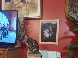 Bengal cats Female bengal - Advert 5