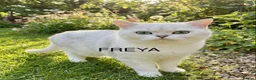 British Shorthair cats for sale: BSH Silver Tipped GCCF REGISTERED  - Advert 4