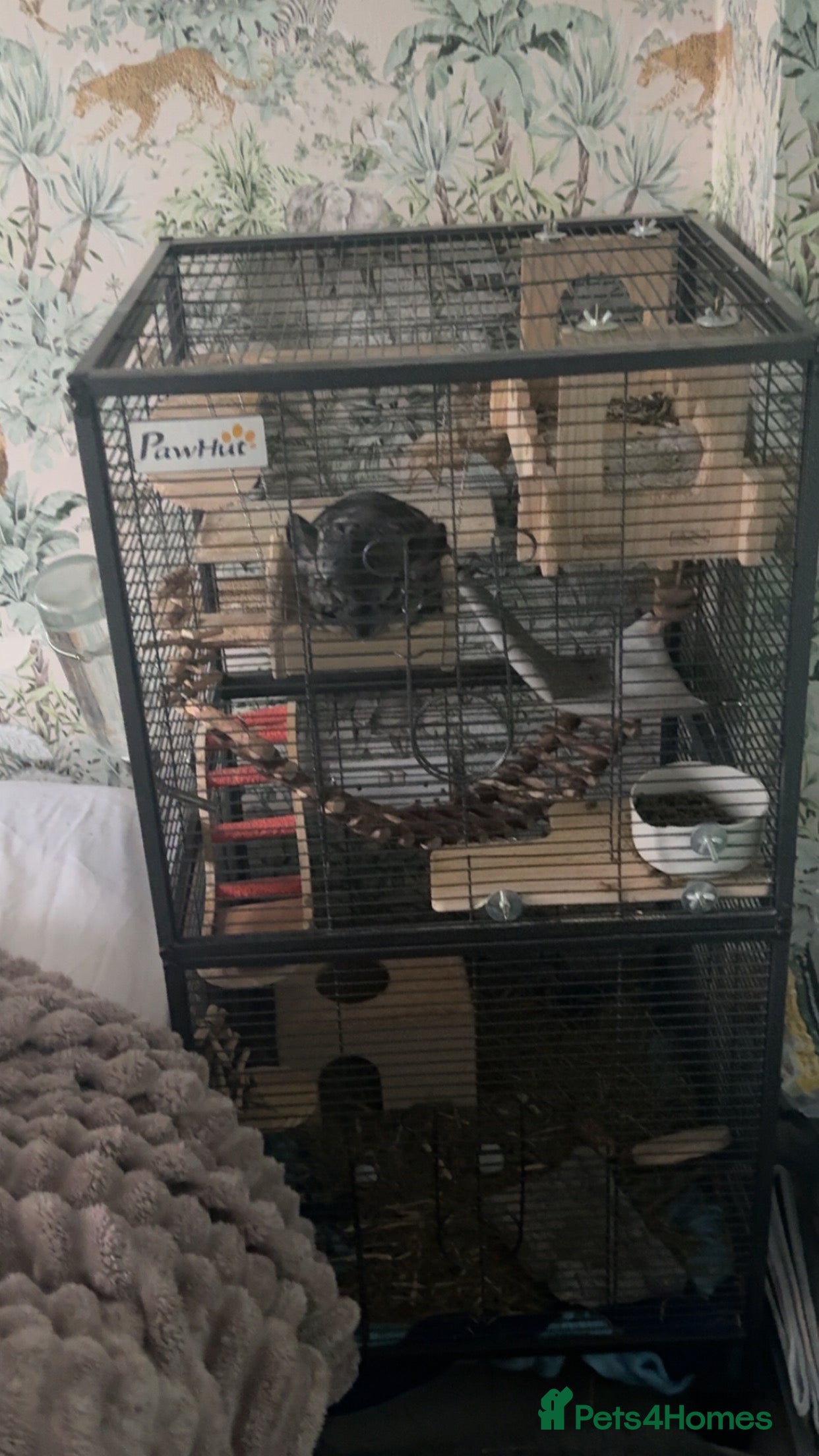 Chinchilla rodents Chinchilla for sale £150 includes accessories  - Advert 3