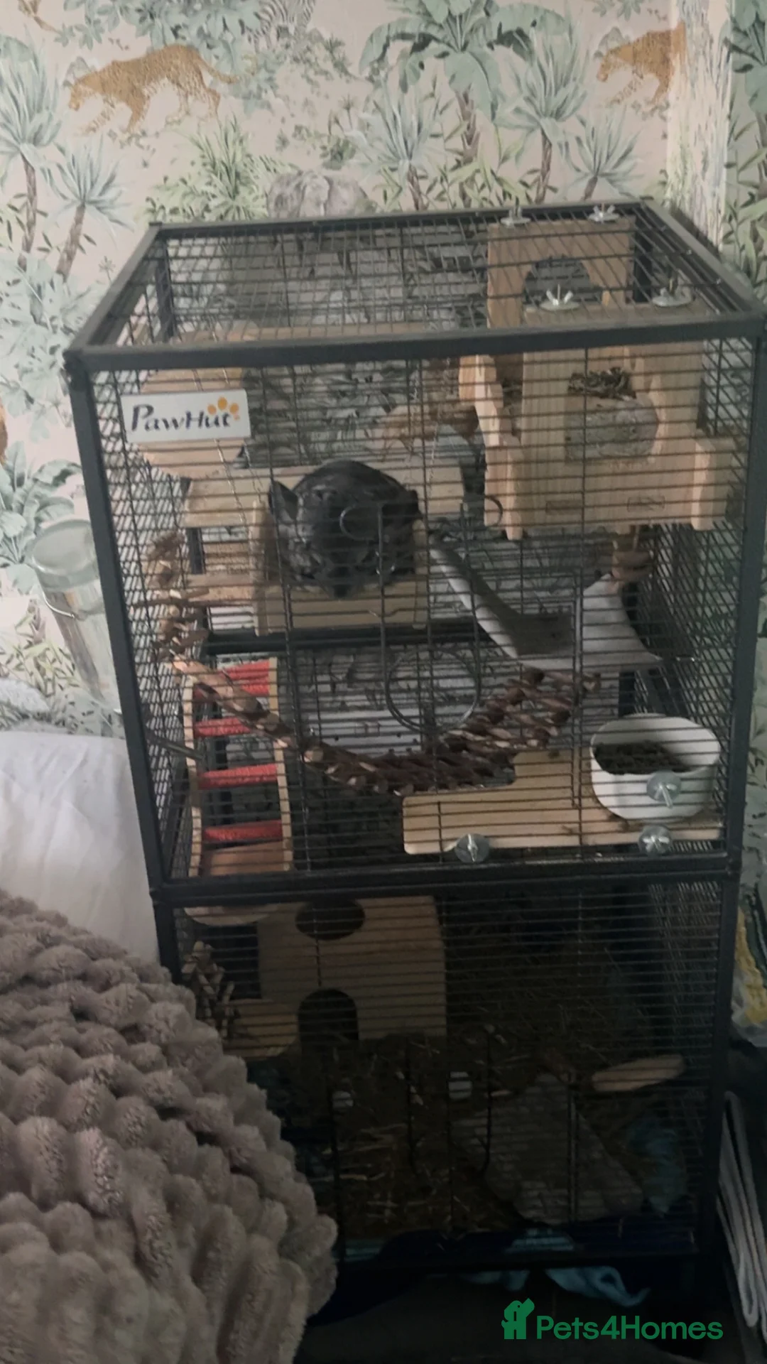 Chinchilla rodents for sale: Chinchilla for sale £150 includes accessories  - Advert 1