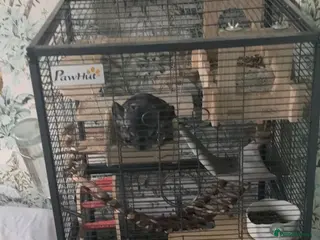 Chinchilla rodents Chinchilla for sale £150 includes accessories - Advert 3