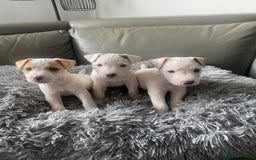 Parson Russell dogs for sale: Parson Russell puppies - Image 1