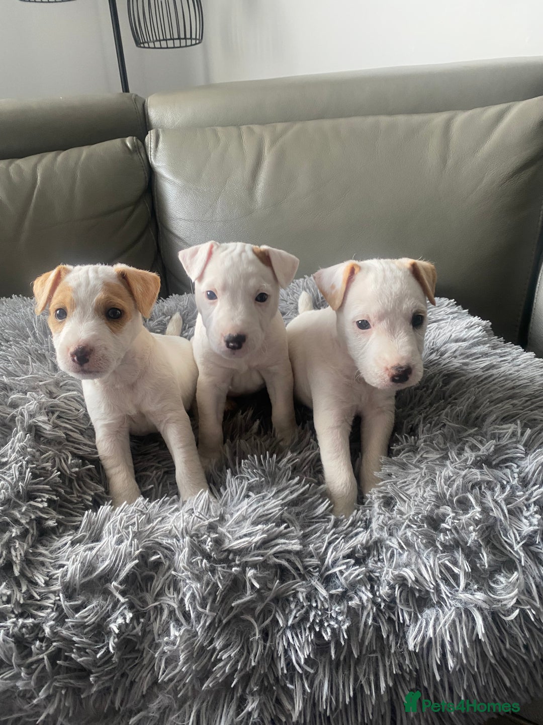 Parson Russell dogs for sale: Parson Russell puppies - Image 1