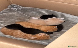 Mixed Breed cats for sale: Beautiful mixed colour kittens  - Image 9