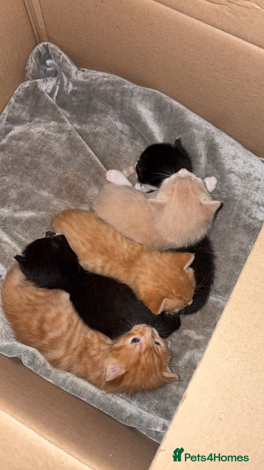 Mixed Breed cats for sale: Beautiful mixed colour kittens  - Image 9