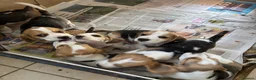 Beagle dogs for sale: Quality Tricolour Beagle Puppies - Advert 4
