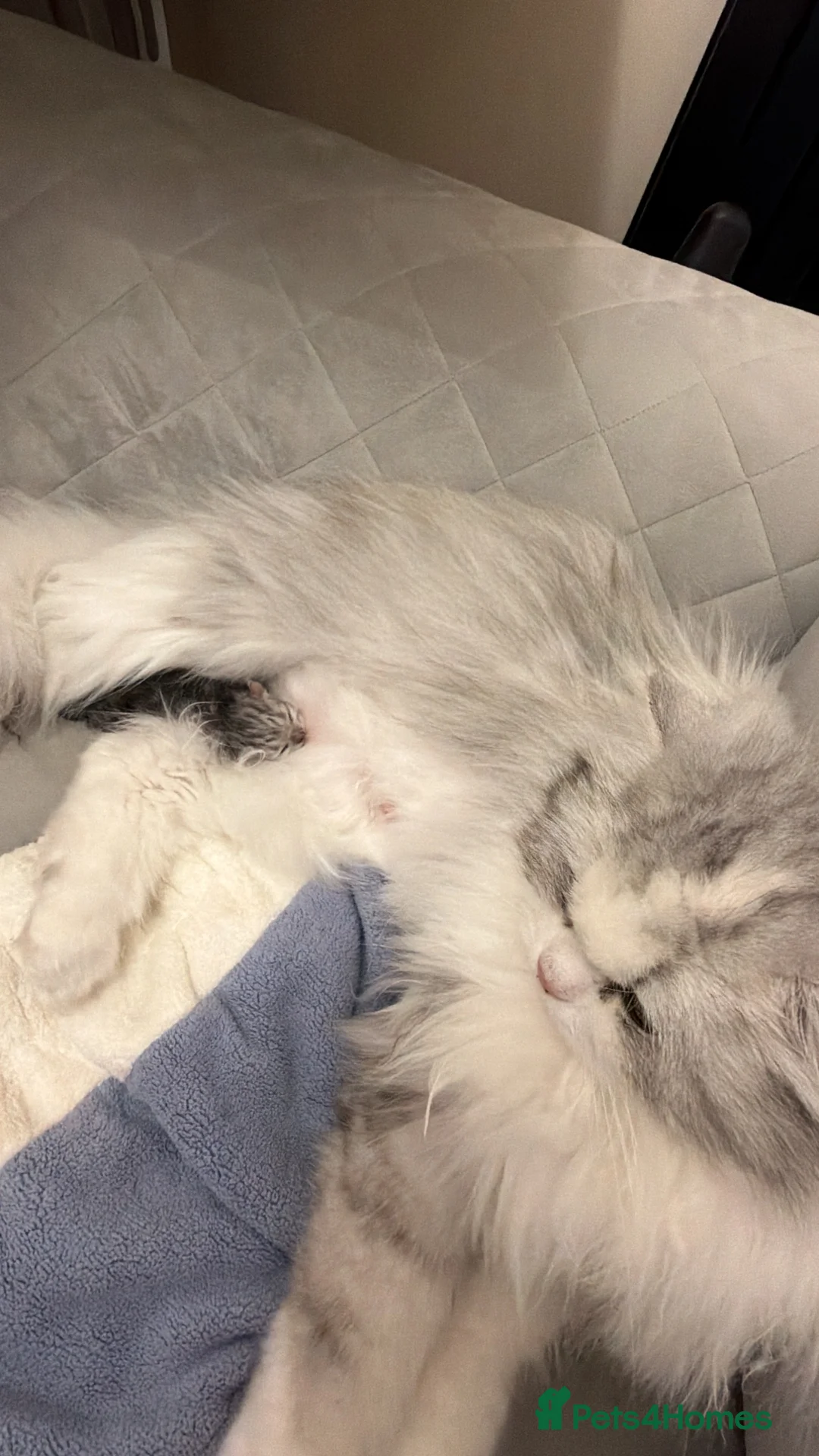 Persian cats for sale: Cute chinchilla Persian Kitten(only one male left) in Bradford - Advert 2