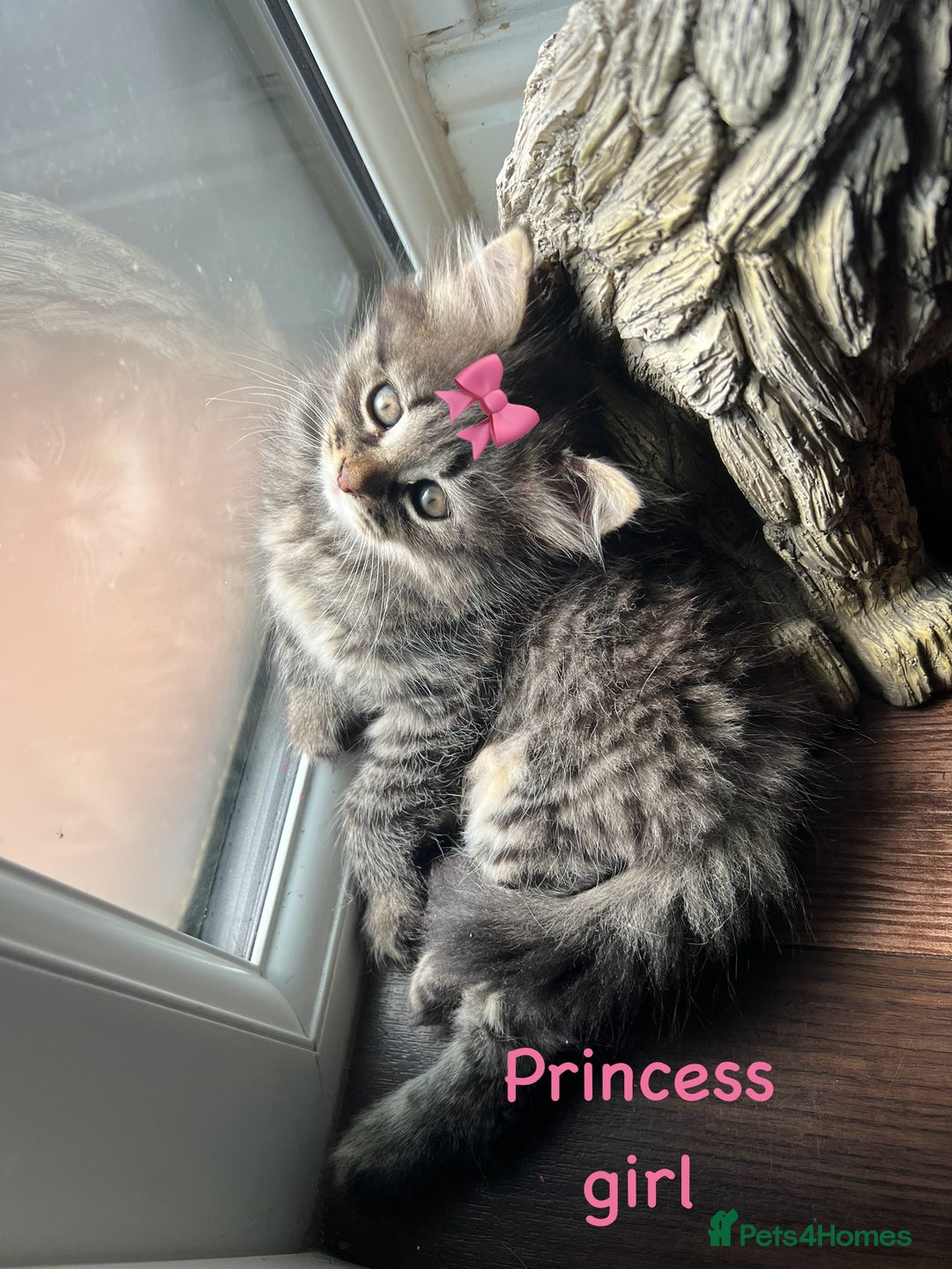 Siberian cats for sale: Siberian girl kittens ready for new home now - Image 36