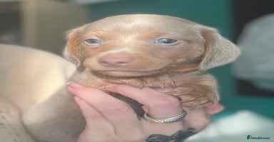 Dachshund dogs - Advert 8