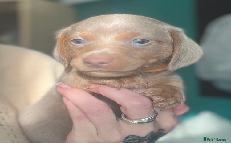 Dachshund dogs - Advert 2