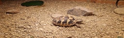 Hermann Tortoise reptiles for sale: Hermanns Tortoise  - Advert 3