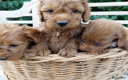 Cockapoo dogs for sale: F1 fox red cockerpoo puppies  - Image 4