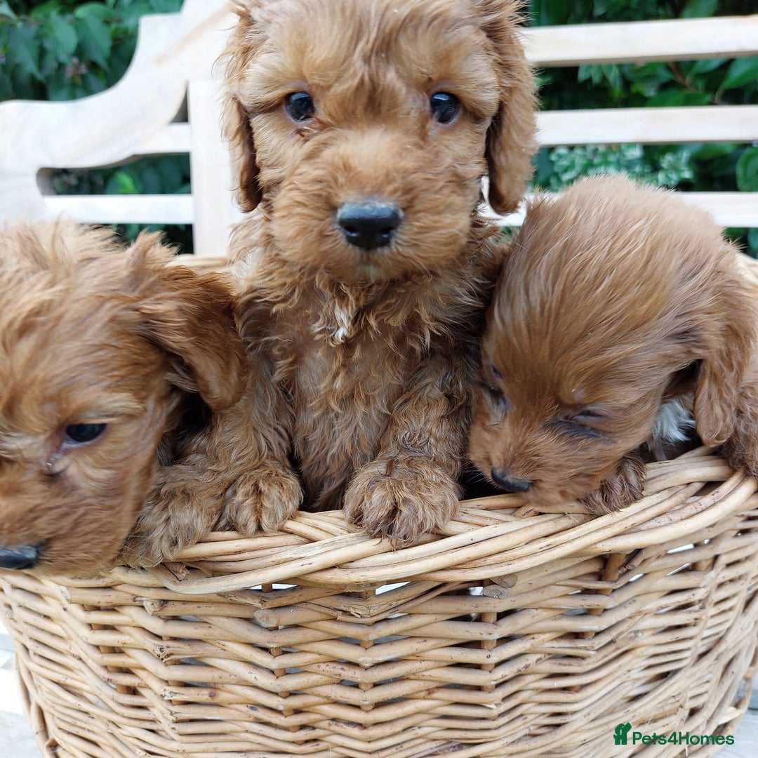 Cockapoo dogs for sale: F1 fox red cockerpoo puppies  - Image 4